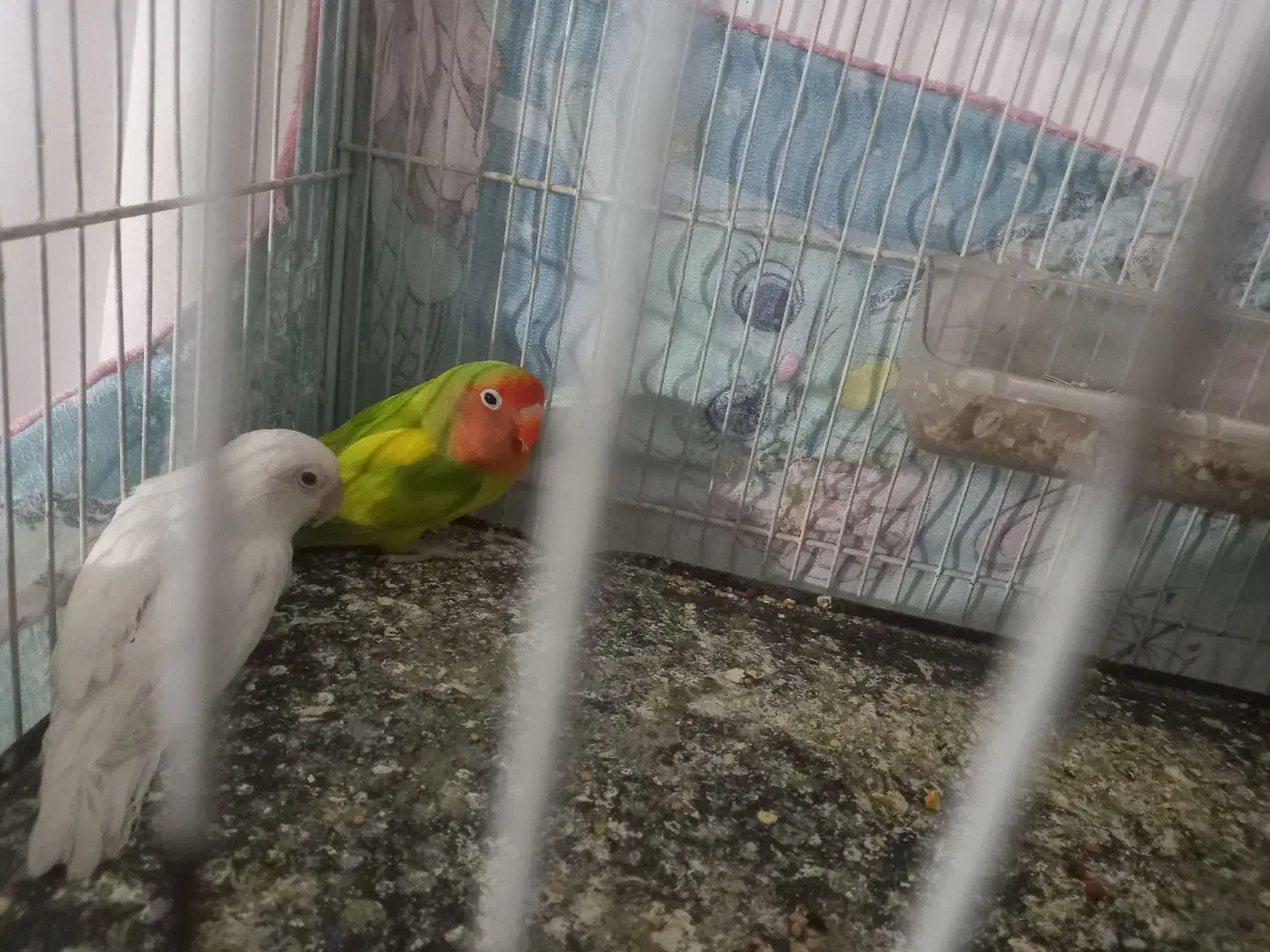 کوتوله و مر غ عشق|پرنده|بیرجند, |دیوار