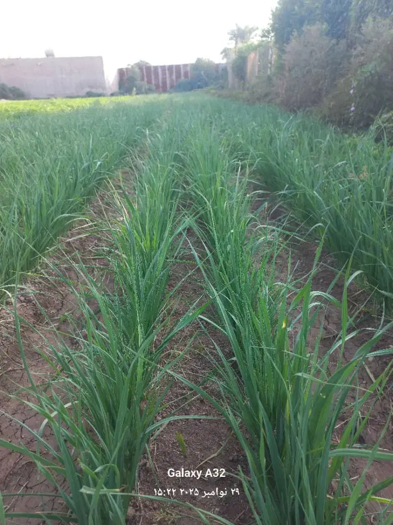 سبزی خورشتی|خوردنی و آشامیدنی|شوش, |دیوار