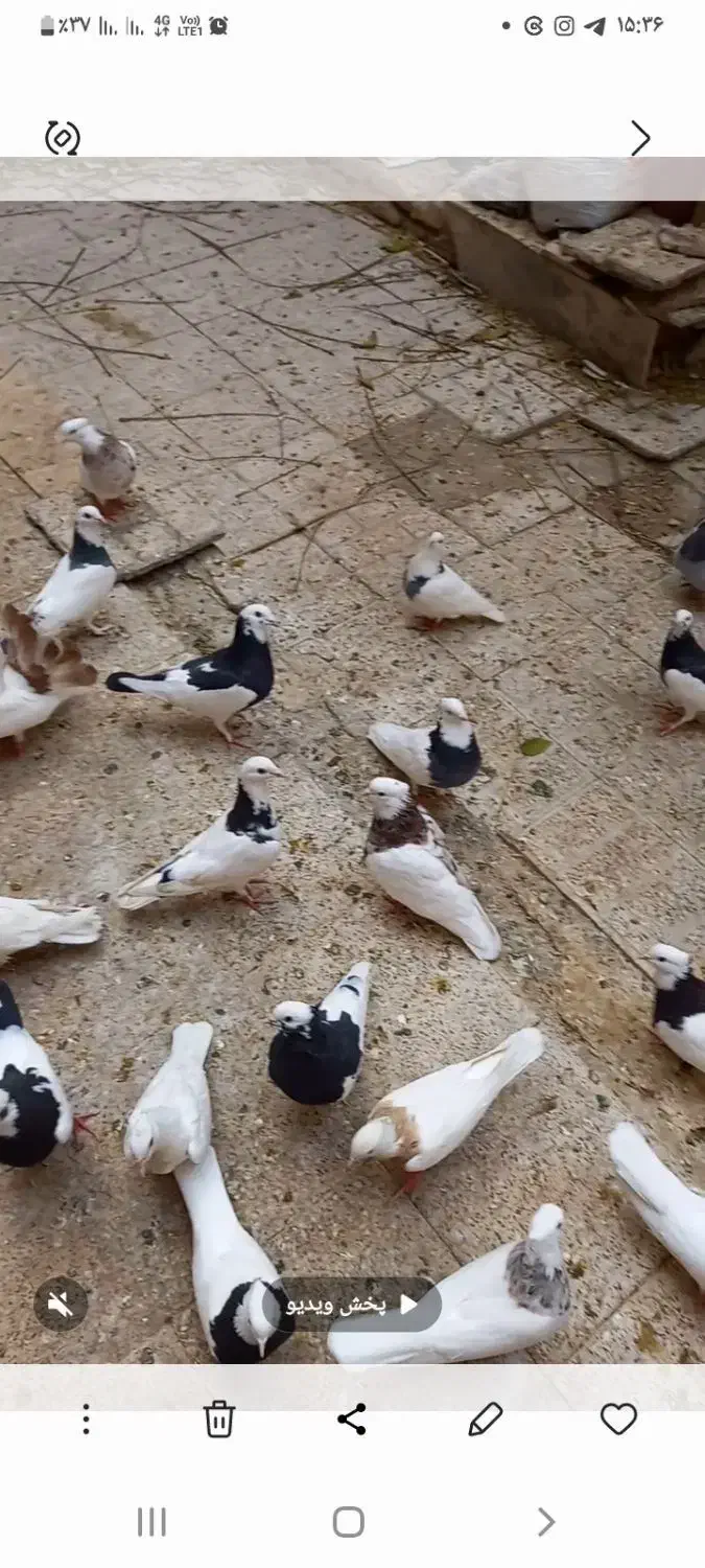 کبوترطوقی وپلنگ|پرنده|مشهد, بهارستان|دیوار