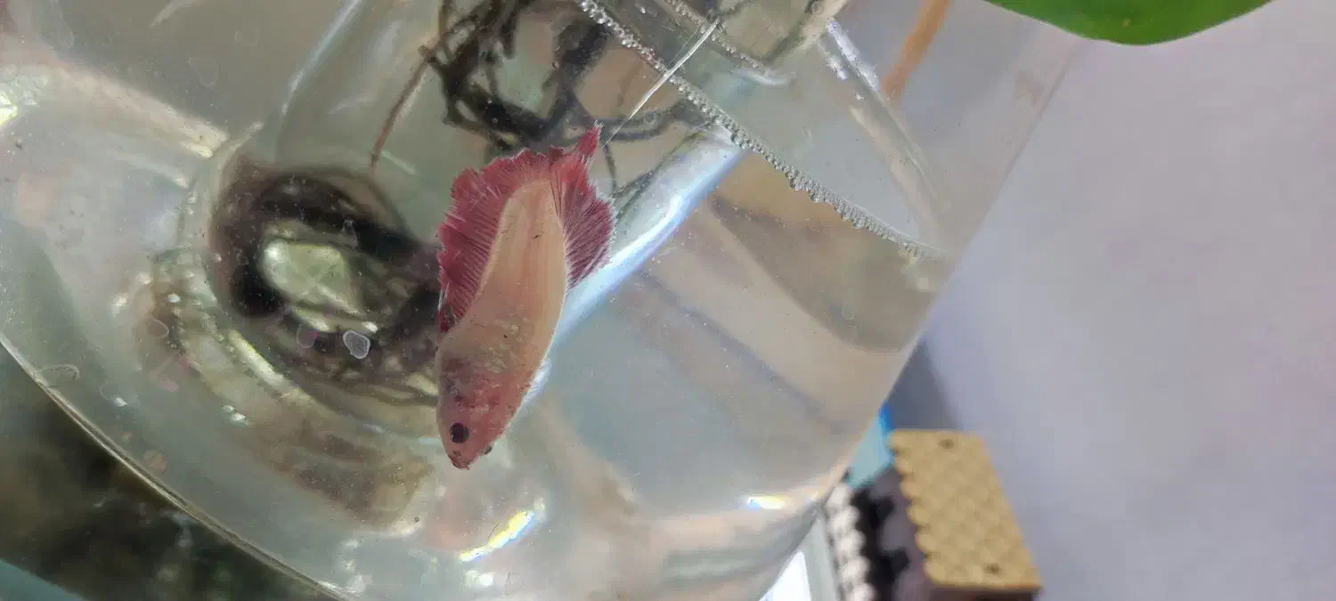 ماهی فایتر جفت|ماهی|مشهد, محمدآباد|دیوار