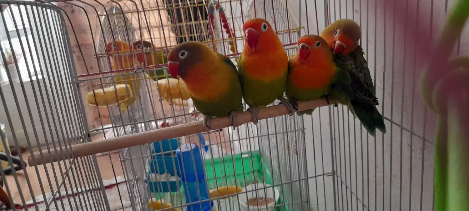 طوطی مولدکارداده خونگی دستی دوتومن|پرنده|نجف‌آباد, قلعه سفید|دیوار