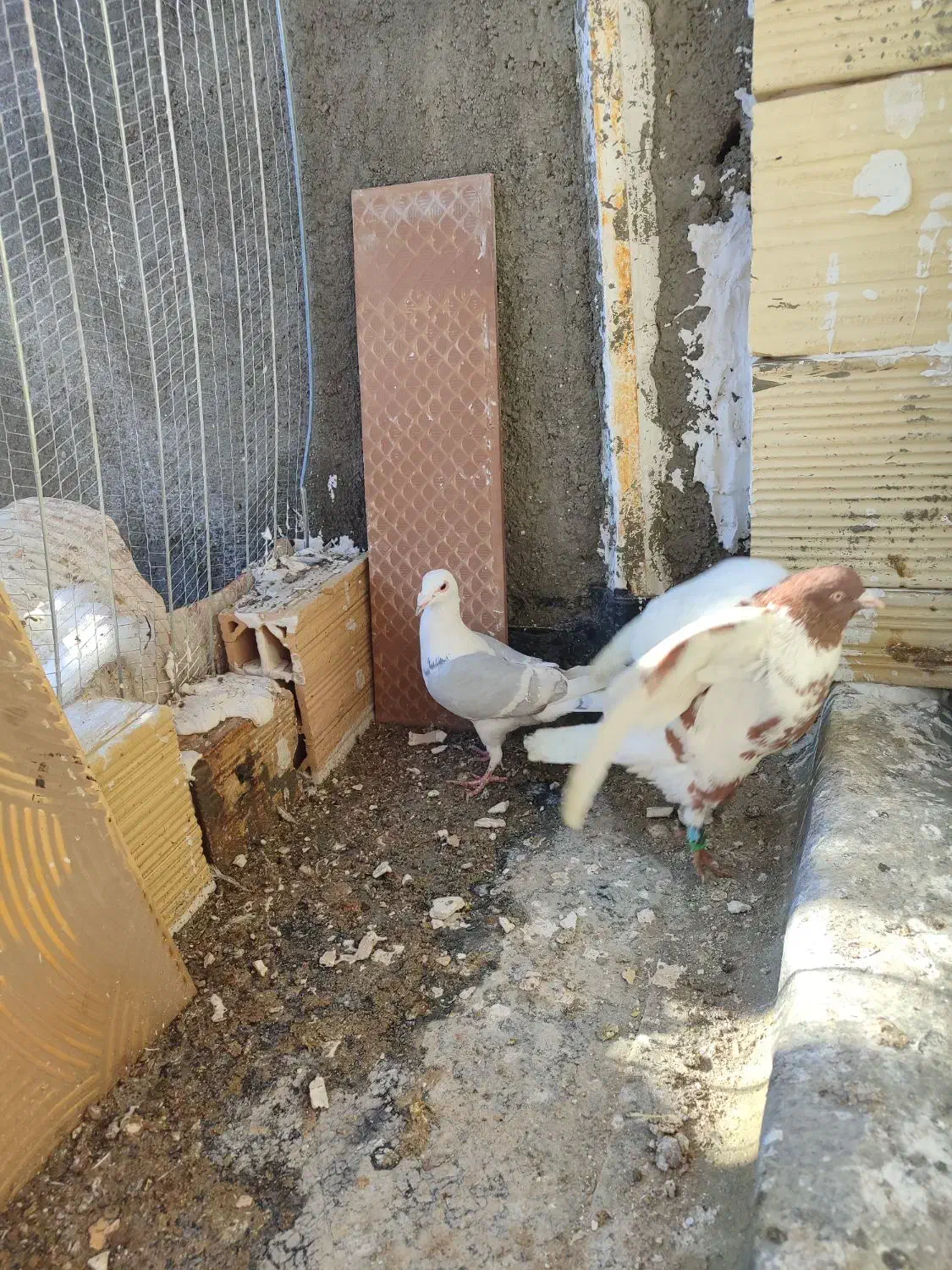 دوتاکفترگراف ابلغ افغانی جفت نر|پرنده|مشهد, شهید قربانی|دیوار