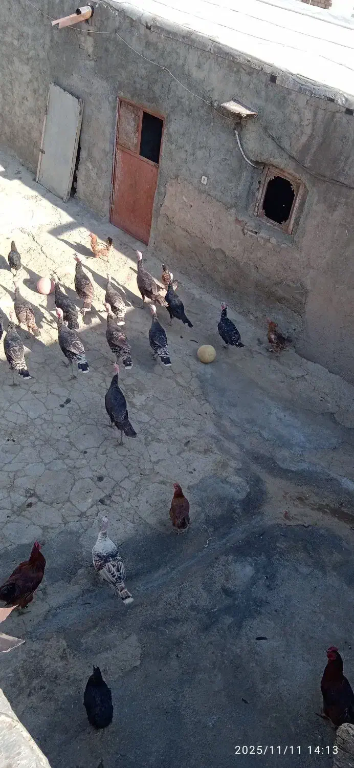 بوقلمون محلی|حیوانات مزرعه|موچش, |دیوار