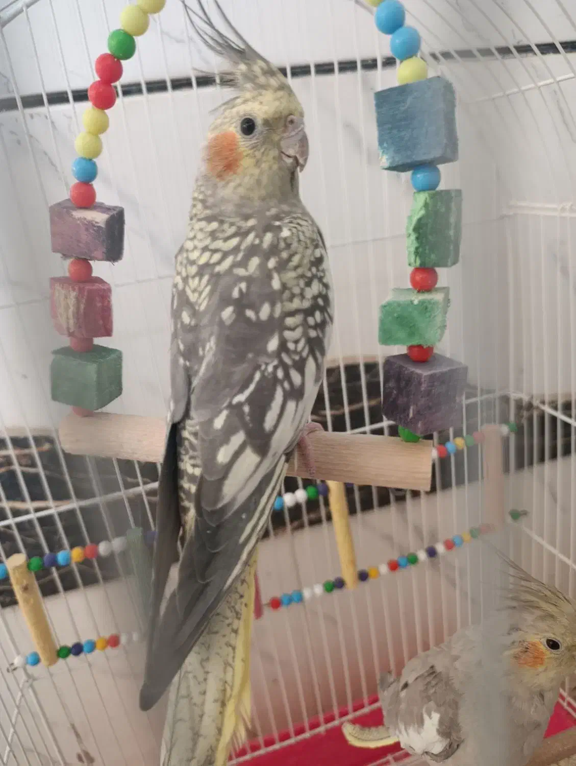 عروس هلندی|پرنده|گتوند, |دیوار