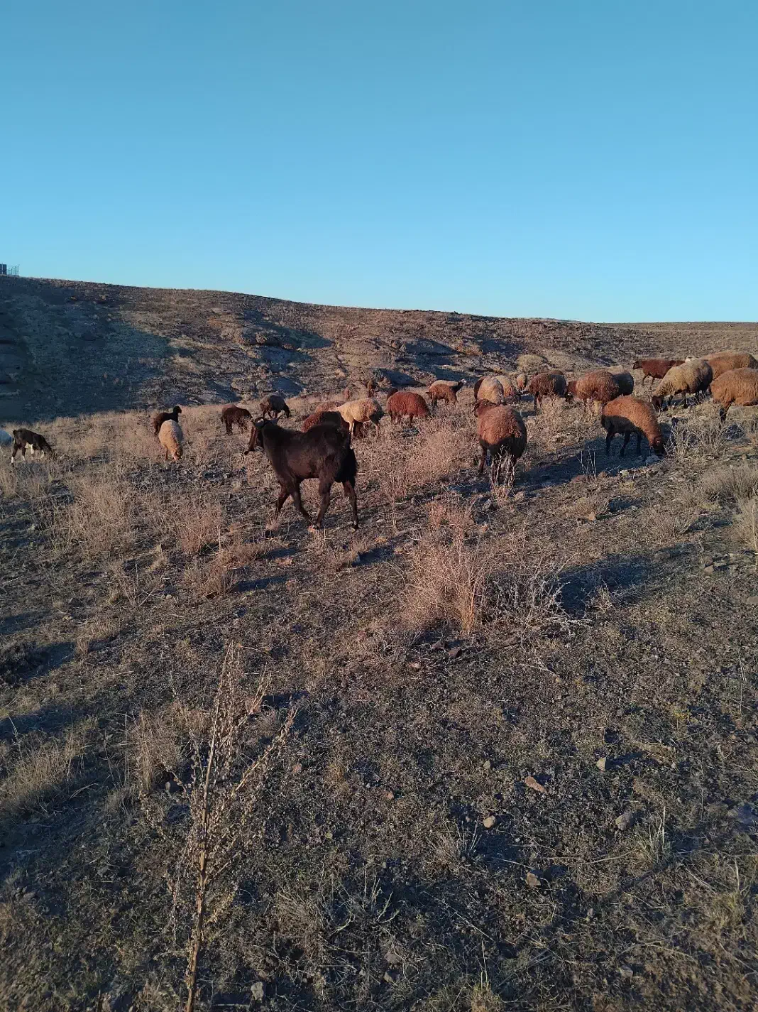 بز نر چهار دندان|حیوانات مزرعه|ارشق, |دیوار