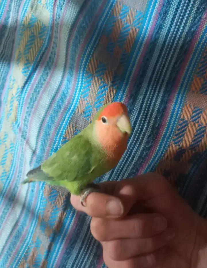 طوطی برزیلی ماده|پرنده|رشت, سلیمانداراب|دیوار