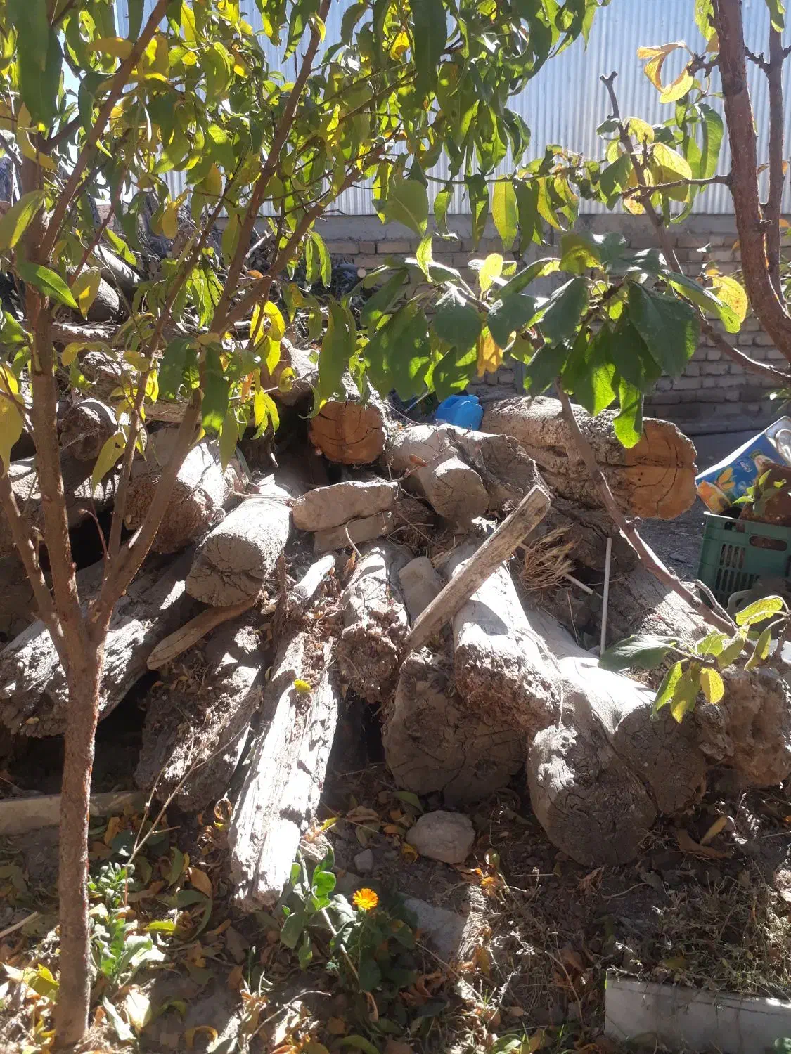 تعدادی درخت سالم و کهنه برای فروش|مصالح و تجهیزات ساختمان|خلخال, |دیوار