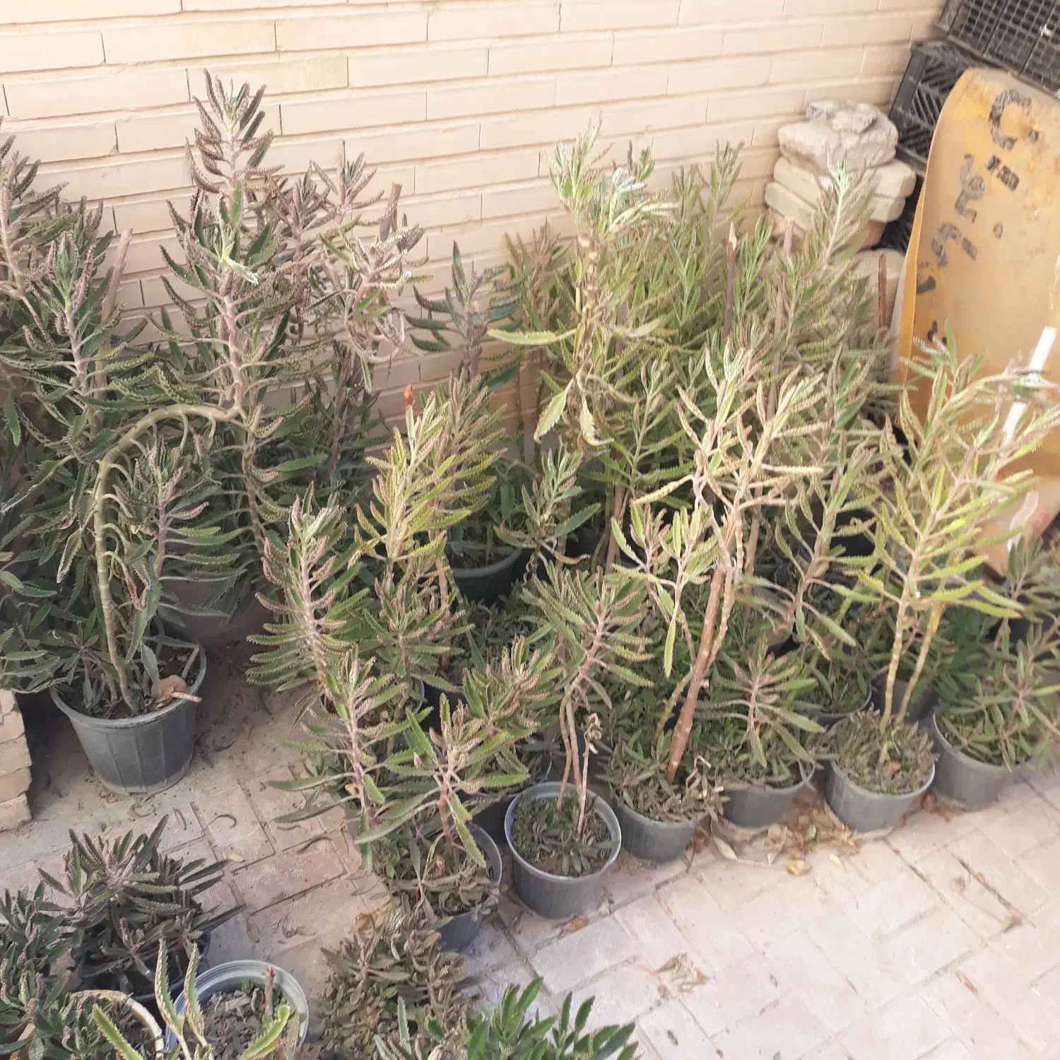 گل اشک تمساح|گل و گیاه طبیعی|تهران, جوادیه تهرانپارس|دیوار