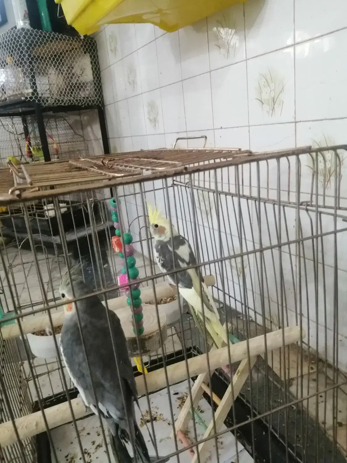 دو عدد عروس هلندی|پرنده|مشگین شهر, |دیوار