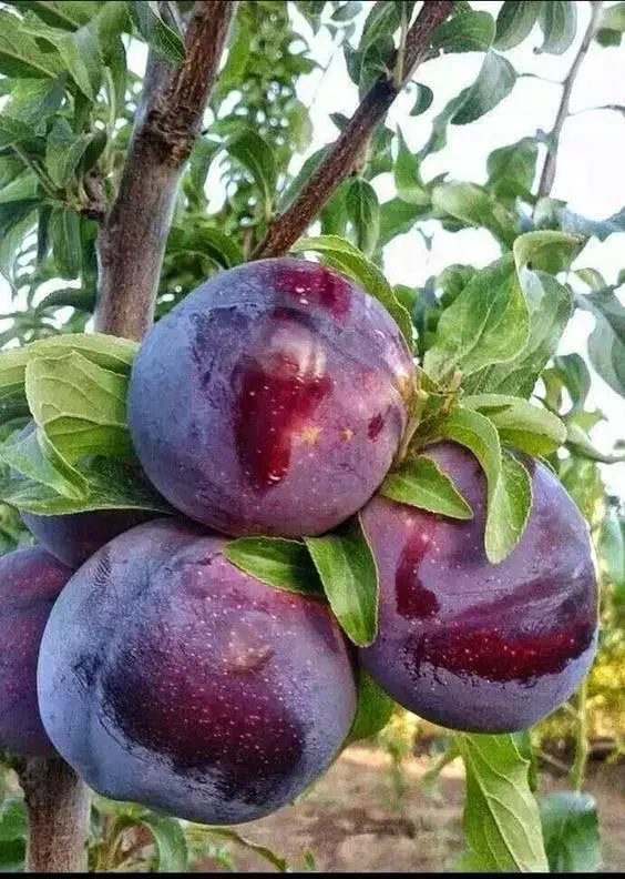 نهال آلو اختری آمریکایی|خدمات باغبانی و درختکاری|نوشین شهر, |دیوار