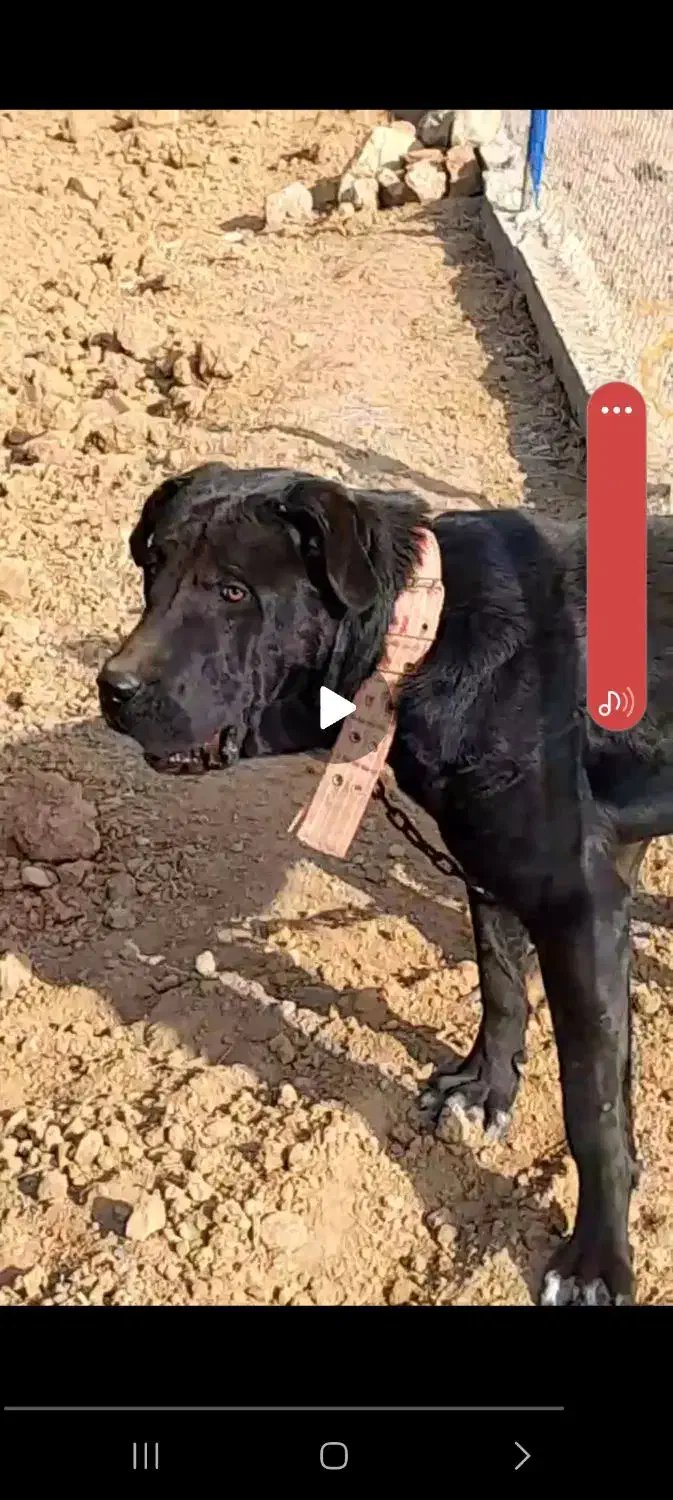 سگ گم شده|حیوانات|جلفا, |دیوار