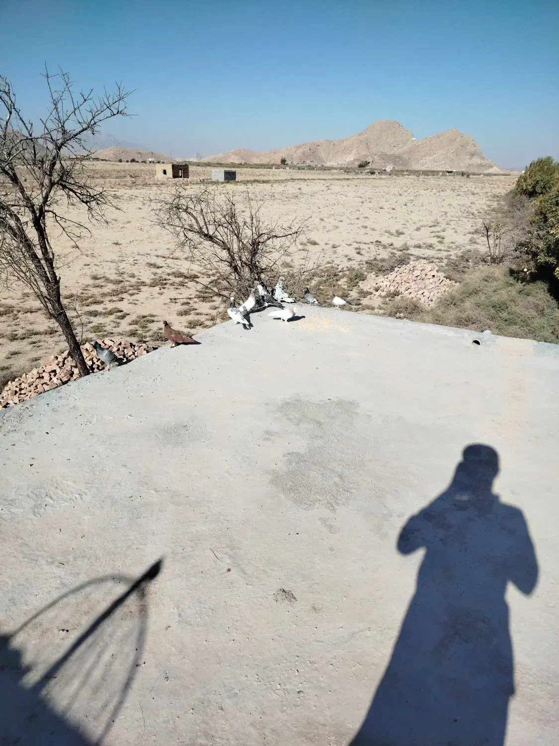 کبوتران عالی وخوب|پرنده|نیریز, |دیوار