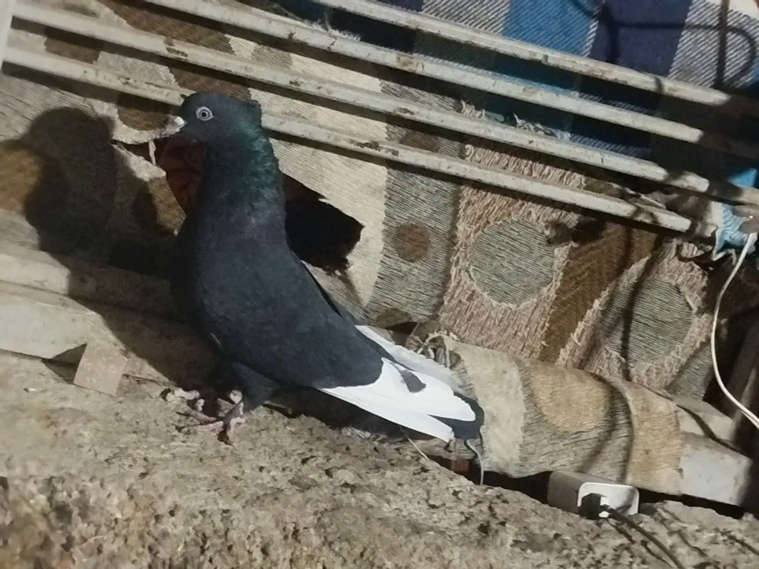 فروش پنج تا کفتر رنگی|پرنده|داراب, |دیوار