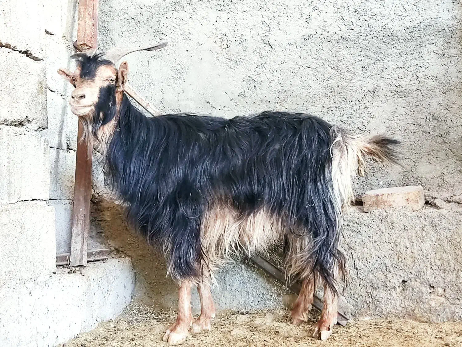 بز،آبستن ترکی بوم منطقه در وحدتیه|حیوانات مزرعه|وحدتیه, |دیوار