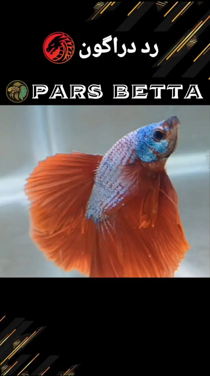 فایتر هافمون تایلندی|ماهی|فردیس, شهرک راه آهن|دیوار