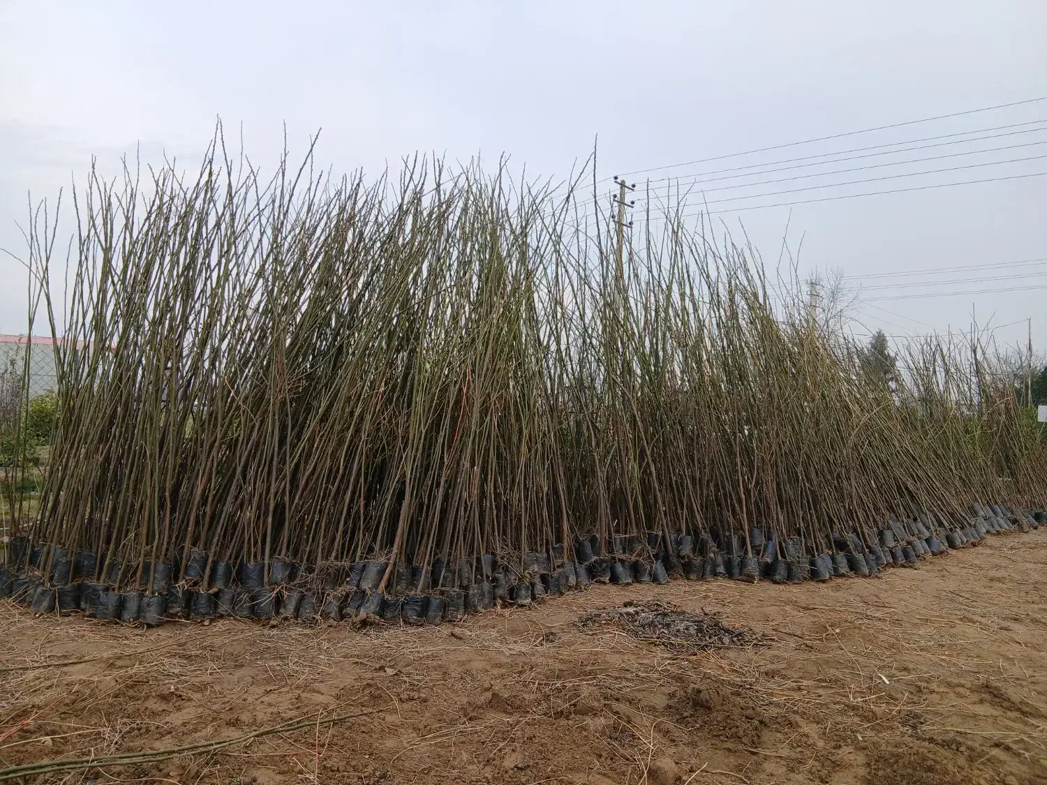 فروش زیتون(سنجد) تلخ|حراج|سورک, |دیوار