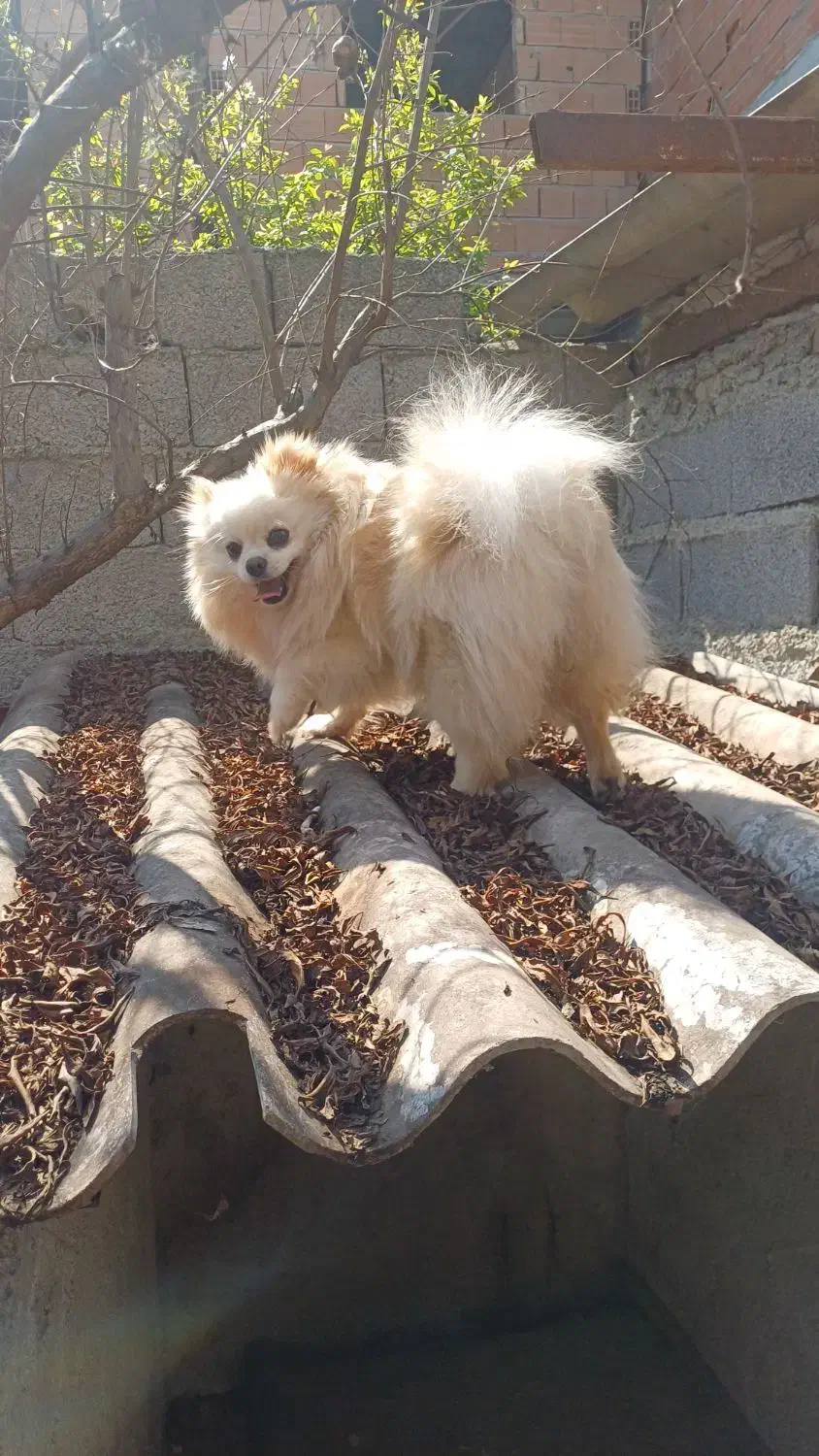 پامرانین خرسی عروسکی|سگ|ساری, |دیوار