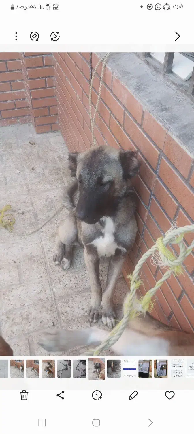 توله سگ ماده سرابی گمشده|حیوانات|شهریار, دهشاد بالا|دیوار