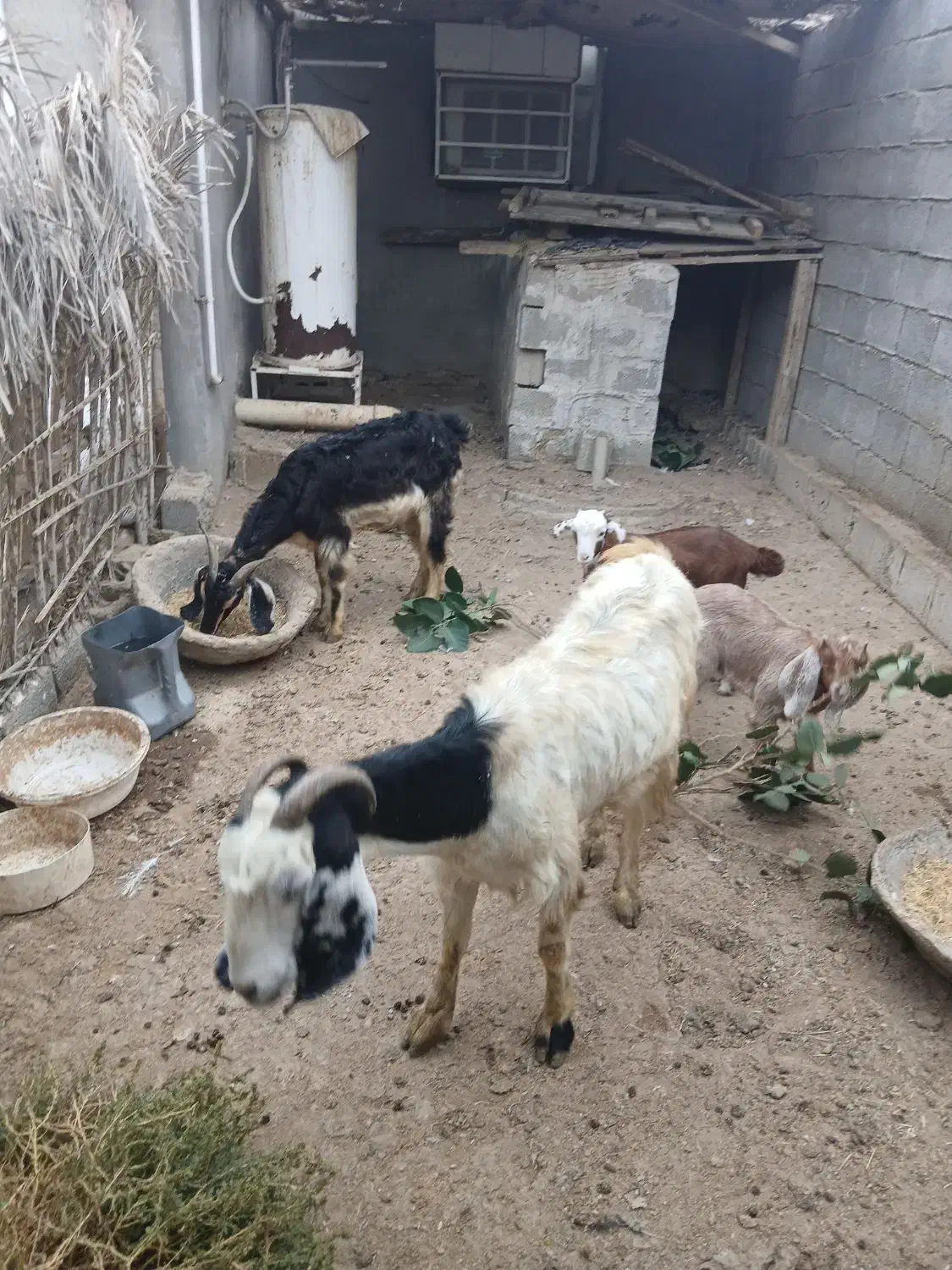 بز و کهره|حیوانات مزرعه|بندر گناوه, |دیوار