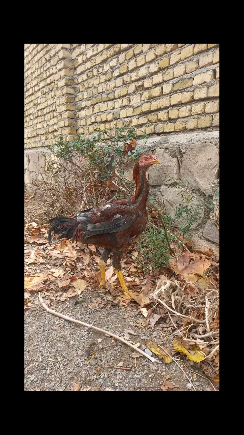 پرندگان زینتی با فرآورده های پر خواص|حیوانات مزرعه|مشهد, سجاد شهر|دیوار