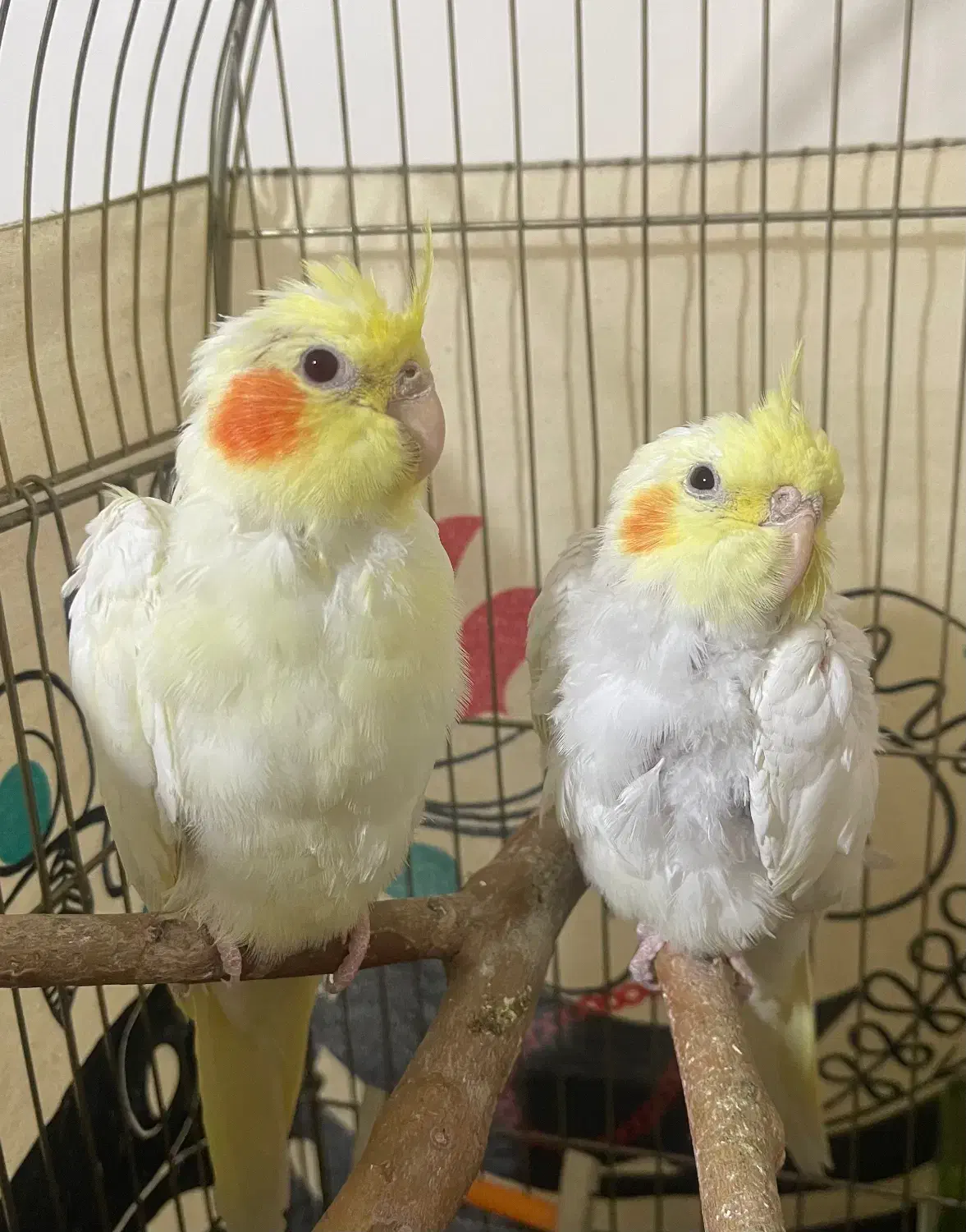 یک جفت عروس ۳ ماهه|پرنده|خاوران, |دیوار