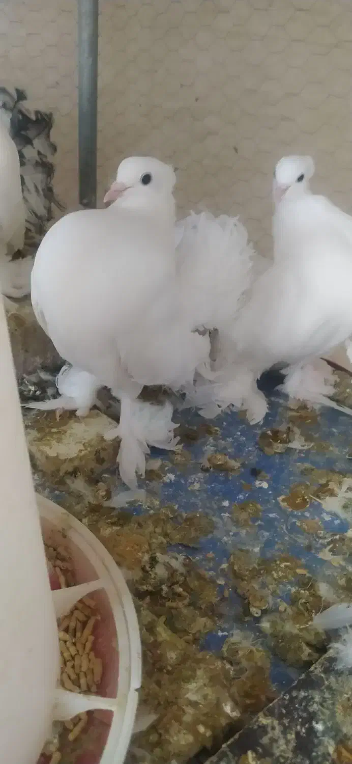 کبوتر پرپا سینه لرزان|پرنده|یزد, |دیوار