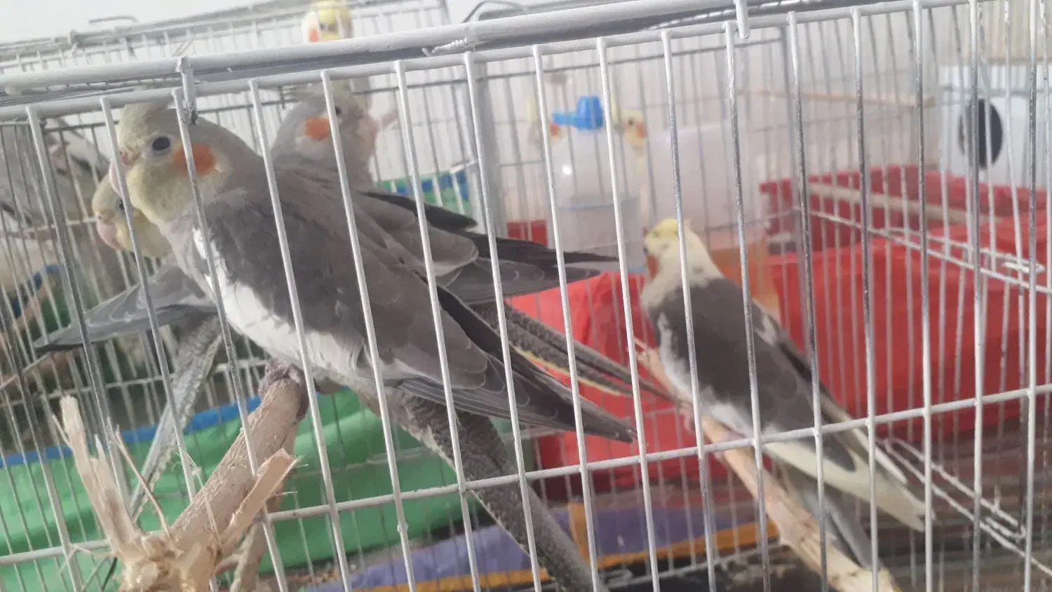 عروس هلندی|پرنده|دره شهر, |دیوار