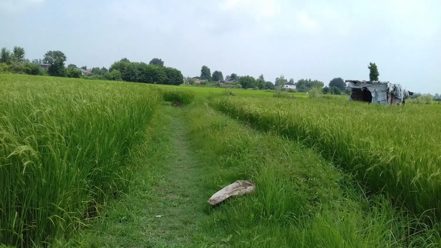 ۳هزارمتر زمین کشاورزی سیابیل ،رضوانشهر|فروش زمین و ملک کلنگی|رضوانشهر, |دیوار