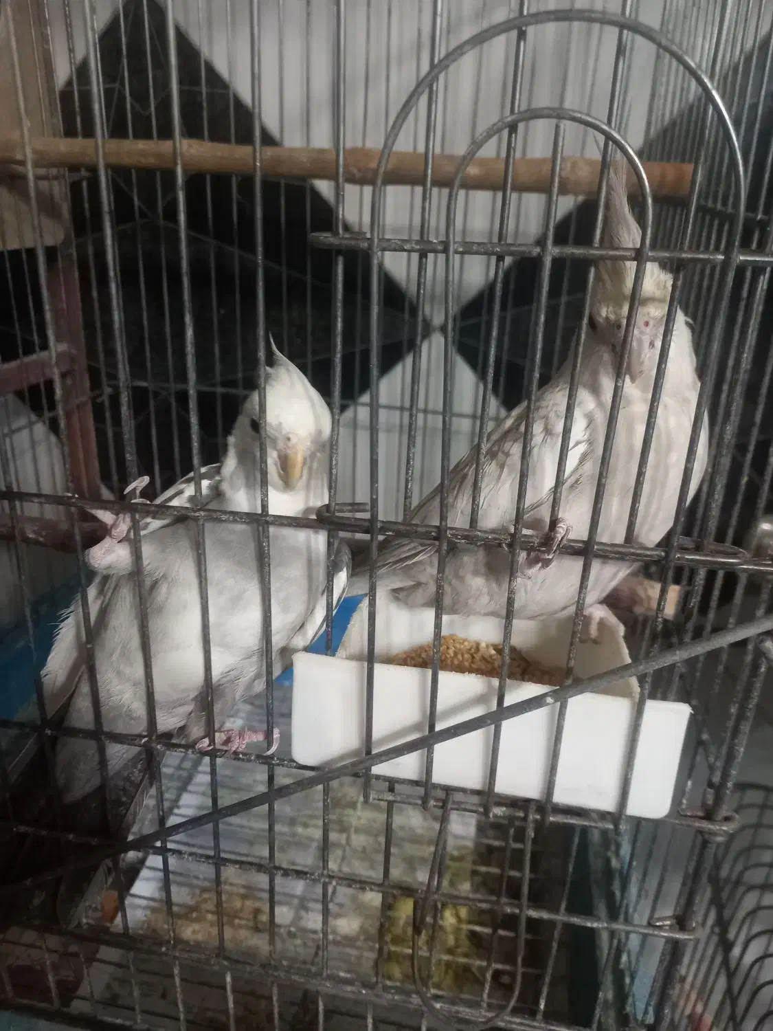 عروس هلندی مولد وسخنگو ومرغ عشق رنگین کمان|پرنده|کهریزک, |دیوار