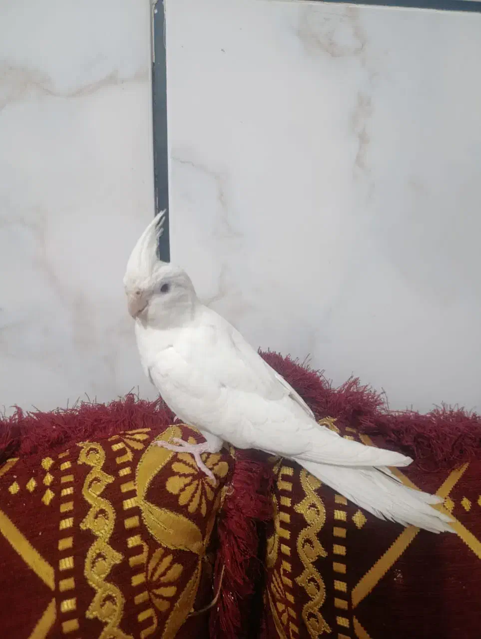 عروس هلندی آلبینو دستی نر وسخنگو|پرنده|بندر کنگان, |دیوار