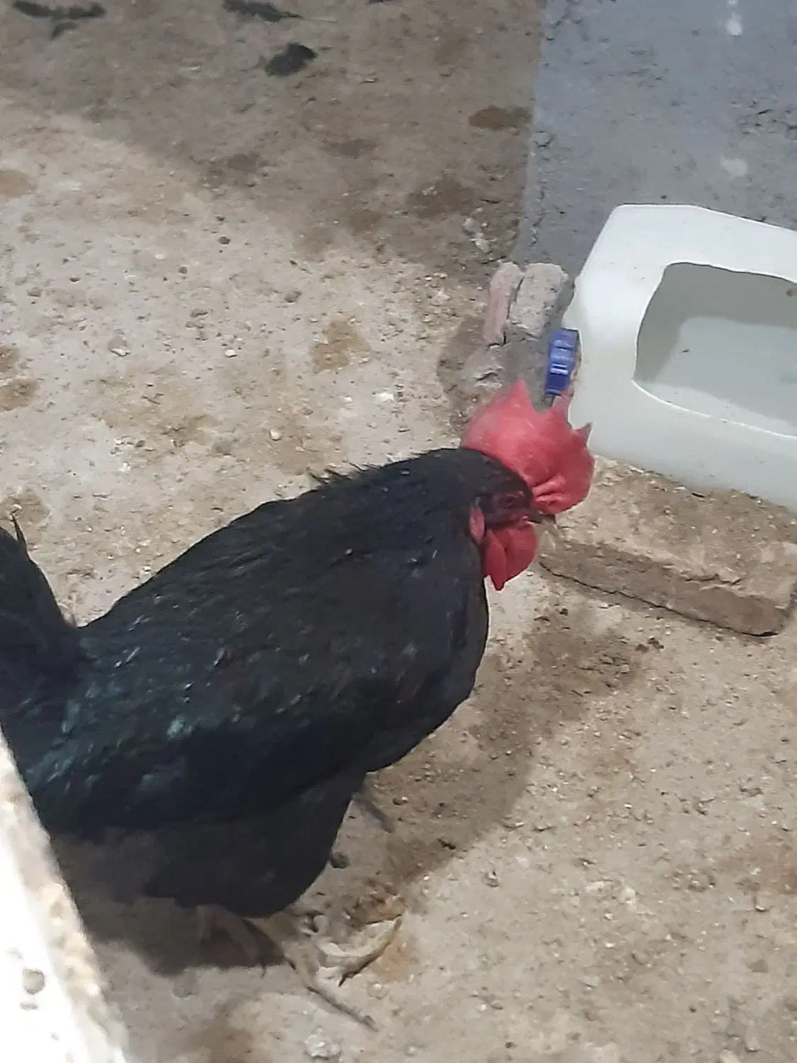 مرغ خروس|حیوانات مزرعه|کرمان, |دیوار