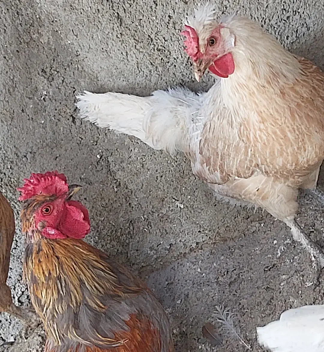 تخم مرغ|خوردنی و آشامیدنی|مشهد, توس (بلوار توس)|دیوار