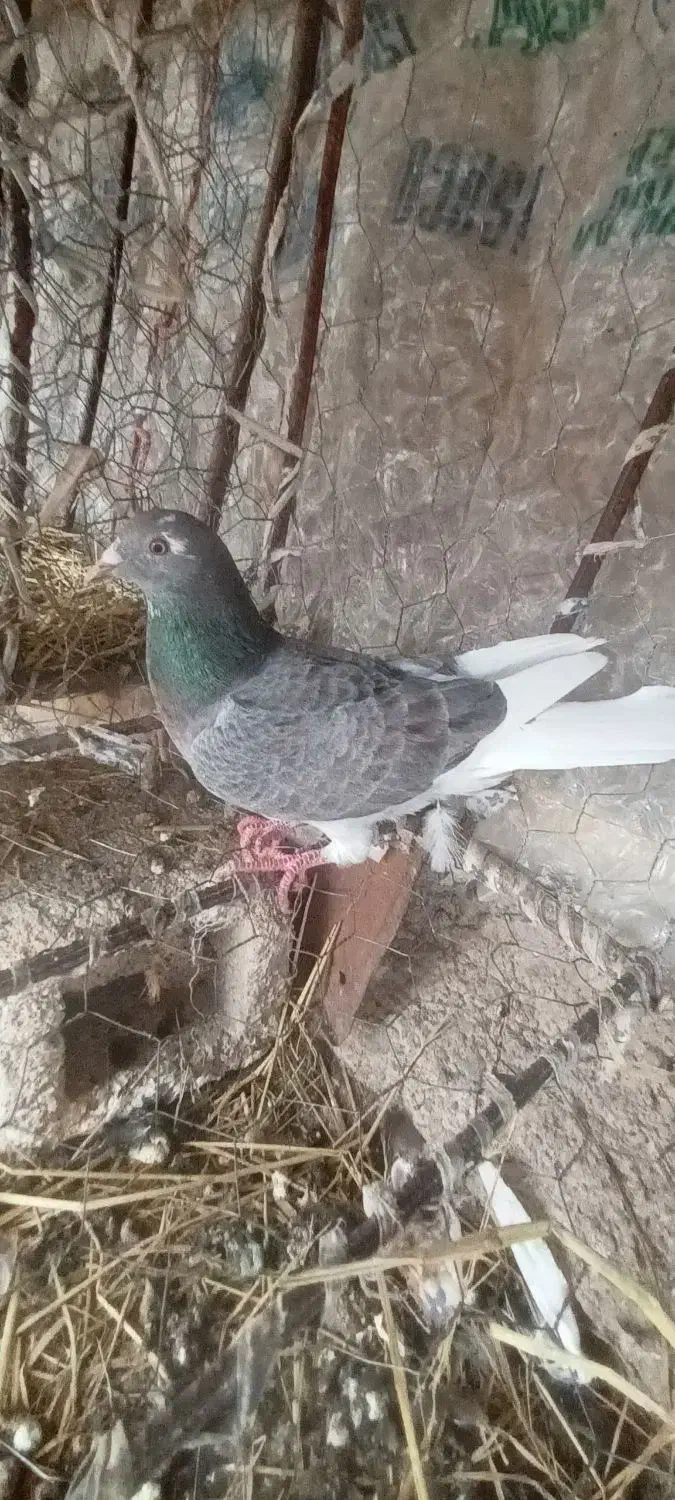 یک  کبوتر  سرور|پرنده|آبدانان, |دیوار