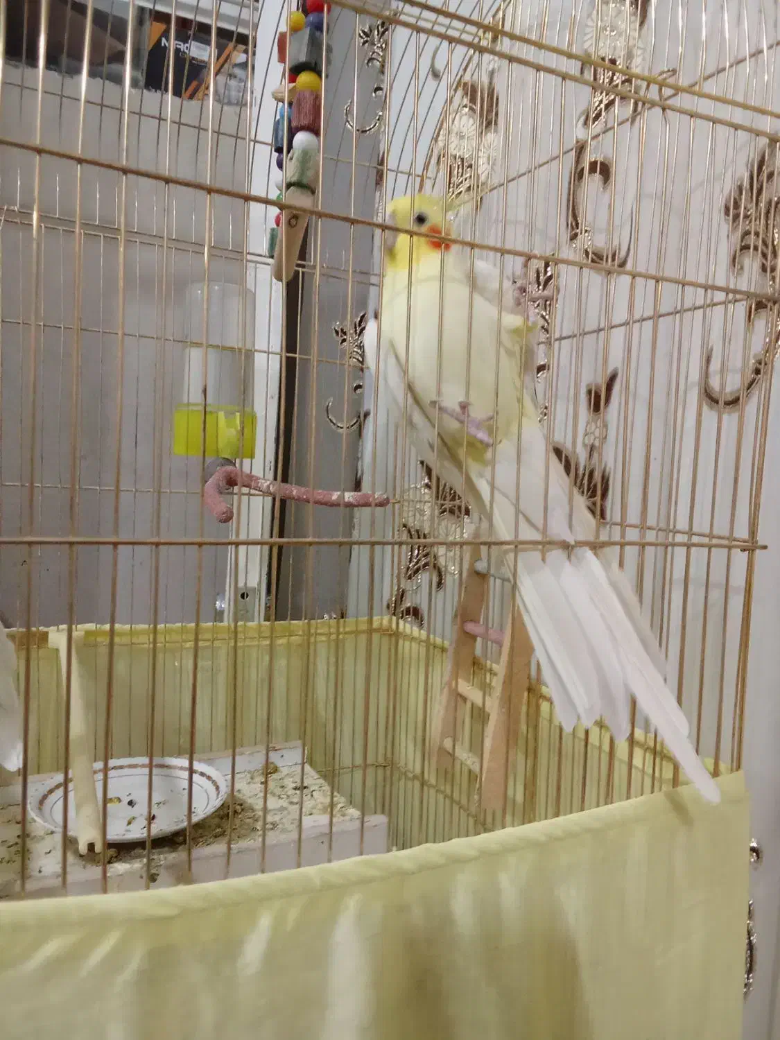 عروس هلندی|پرنده|تبریز, |دیوار