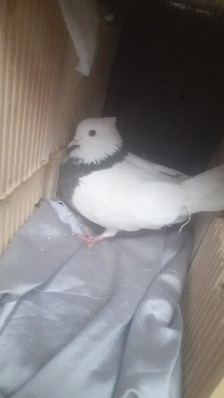 کبوتر|حیوانات|پلدختر, |دیوار