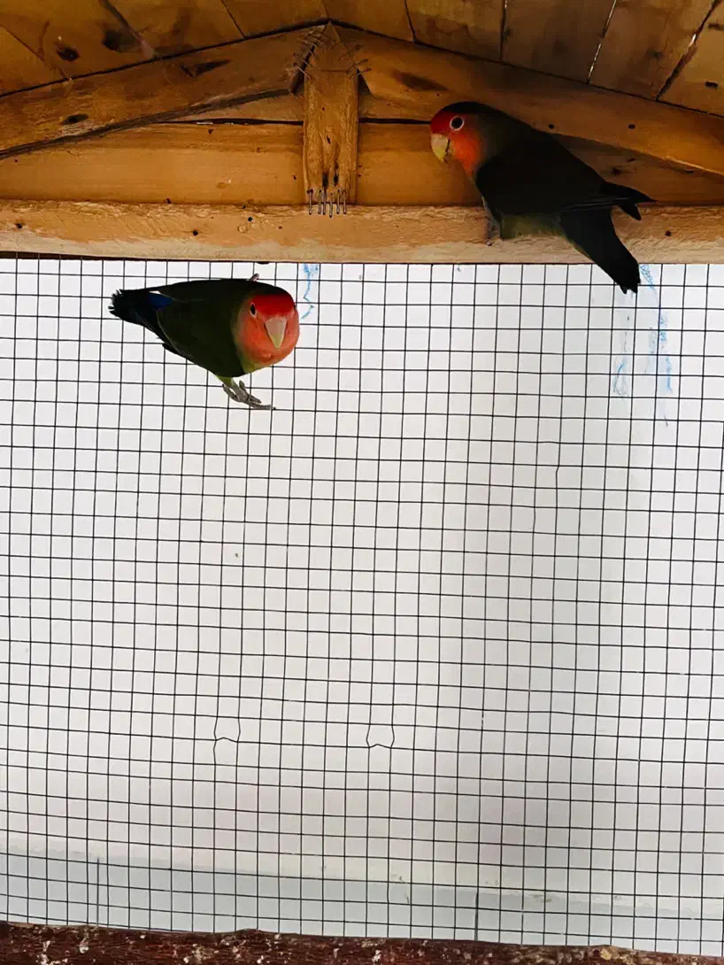 جفت طوطی|پرنده|بندر کنگان, |دیوار