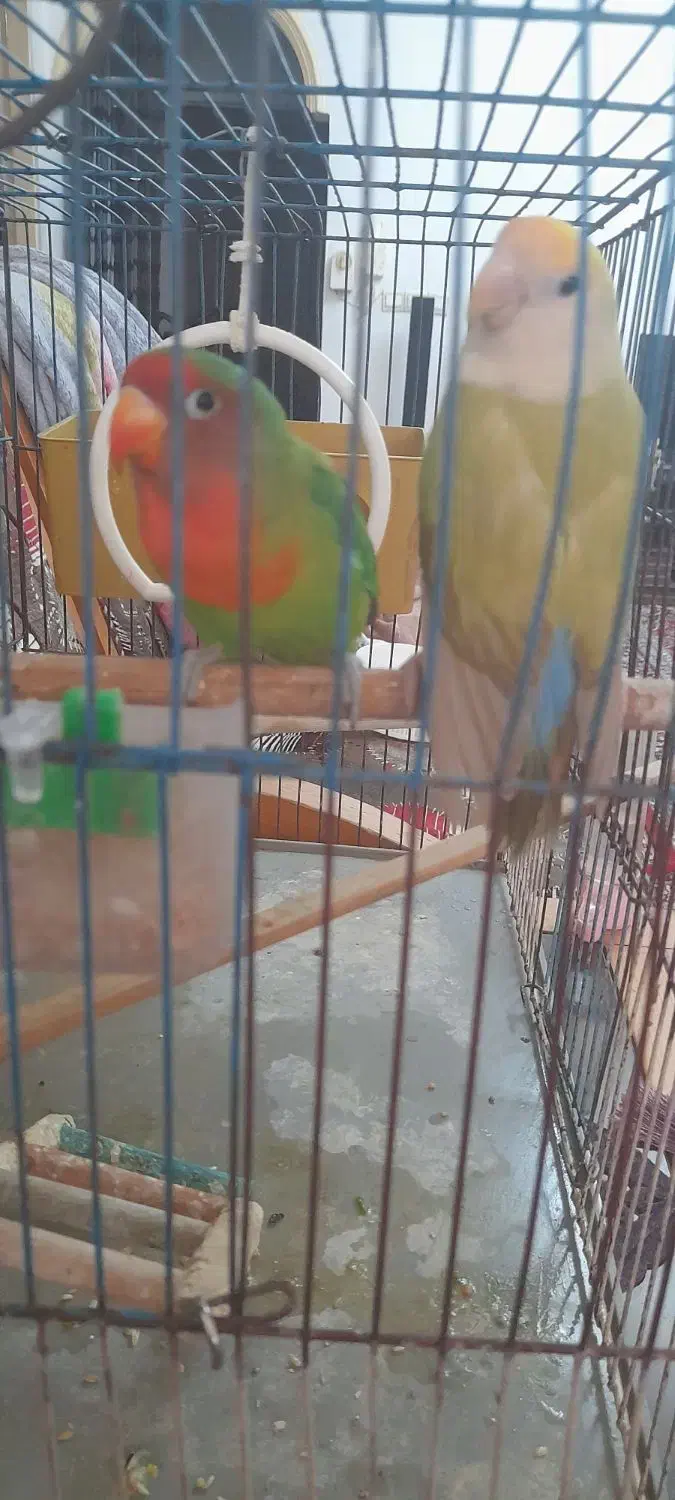 یه جفت طوطی بریزیلی|پرنده|تنکابن, |دیوار