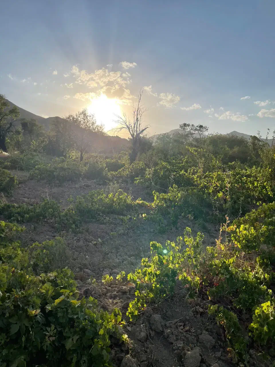 فروش زمین ۳۰۰ متری|فروش زمین و ملک کلنگی|شازند, |دیوار