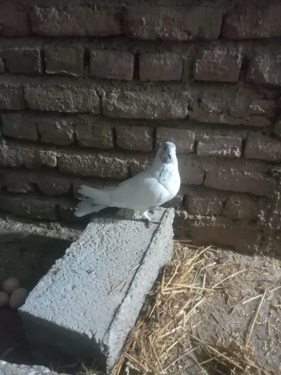 کبوتر صید شده|پرنده|ثمرین, |دیوار