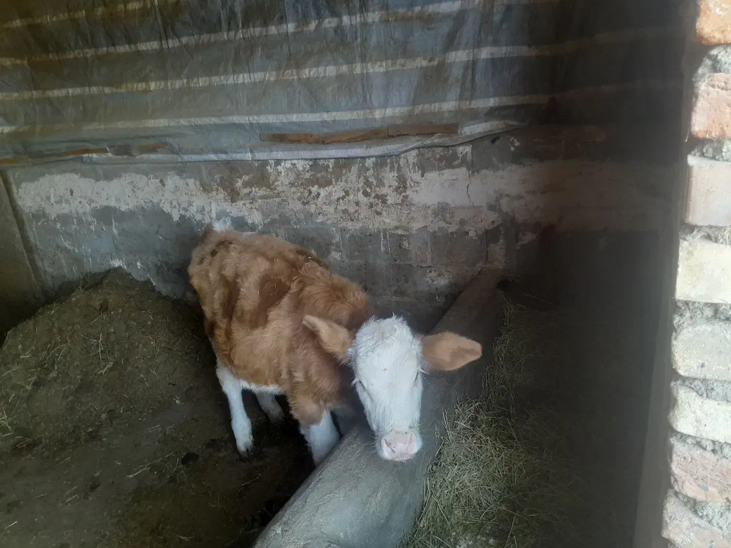 گاو و گوساله|حیوانات مزرعه|چهاربرج, |دیوار