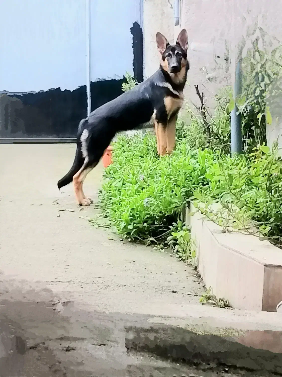 واگذاری سگ|سگ|رشت, لاکان شهر|دیوار