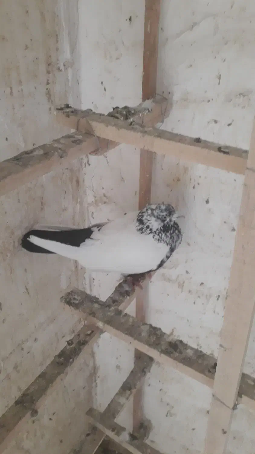 گفتر پرشی|پرنده|ری, دولت‌آباد|دیوار