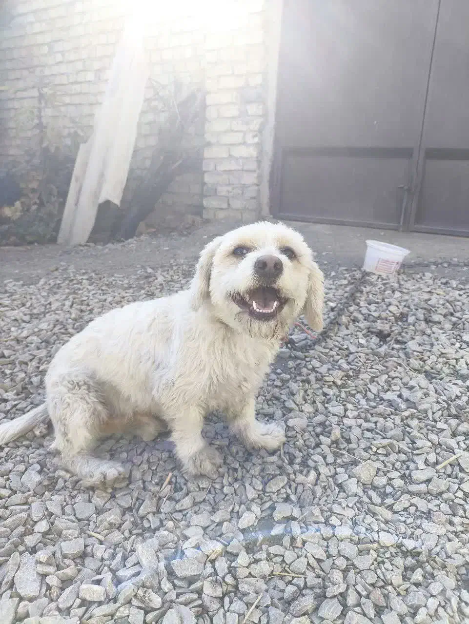 سگ پاپی|سگ|زیباشهر, |دیوار