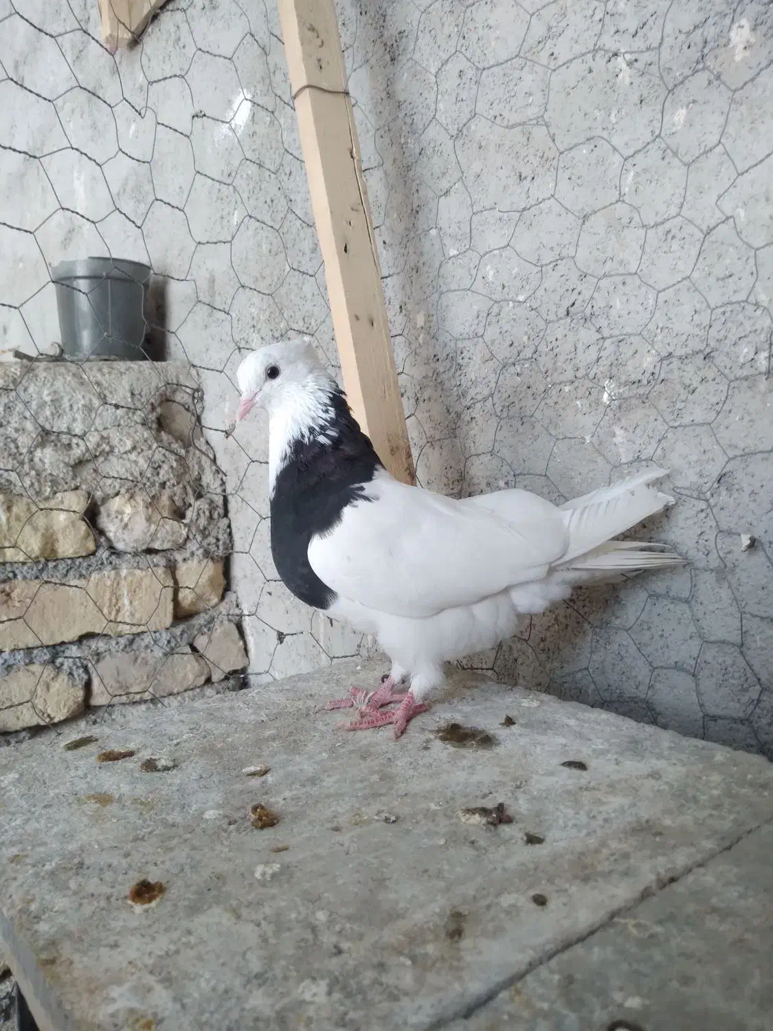 طوقی  کله  ساده  خال دم|پرنده|شیروان (خراسان), |دیوار
