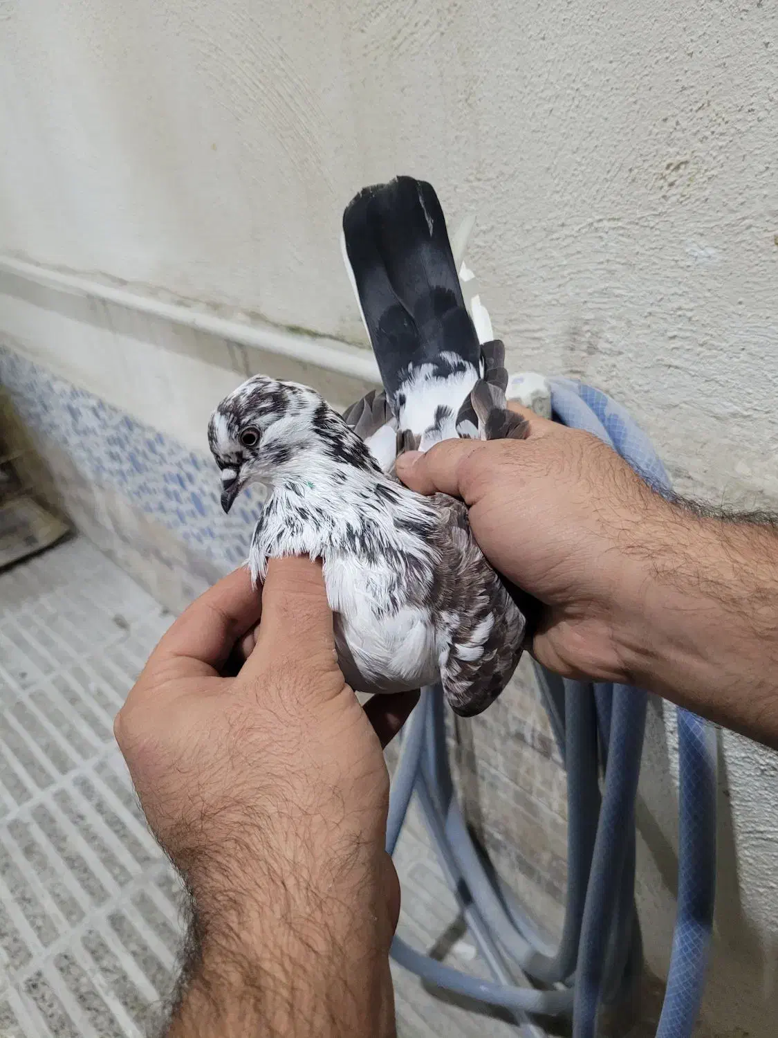 کبوترپرشی|پرنده|گرگان, |دیوار