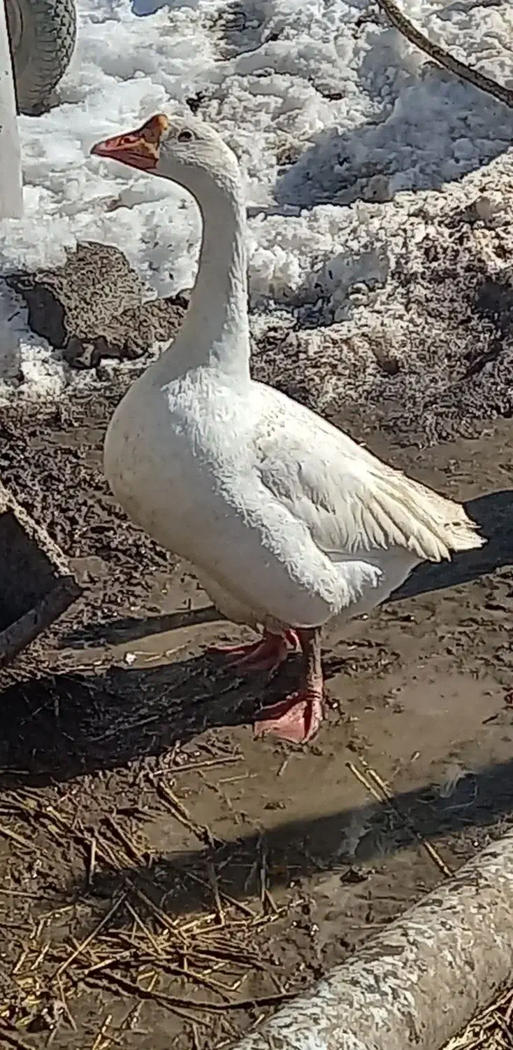 قوغاز و محلی|حیوانات مزرعه|اردبیل, |دیوار