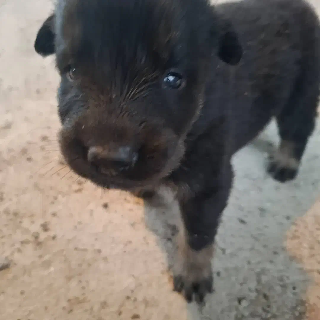 توله ژرمن|سگ|سنگر, |دیوار