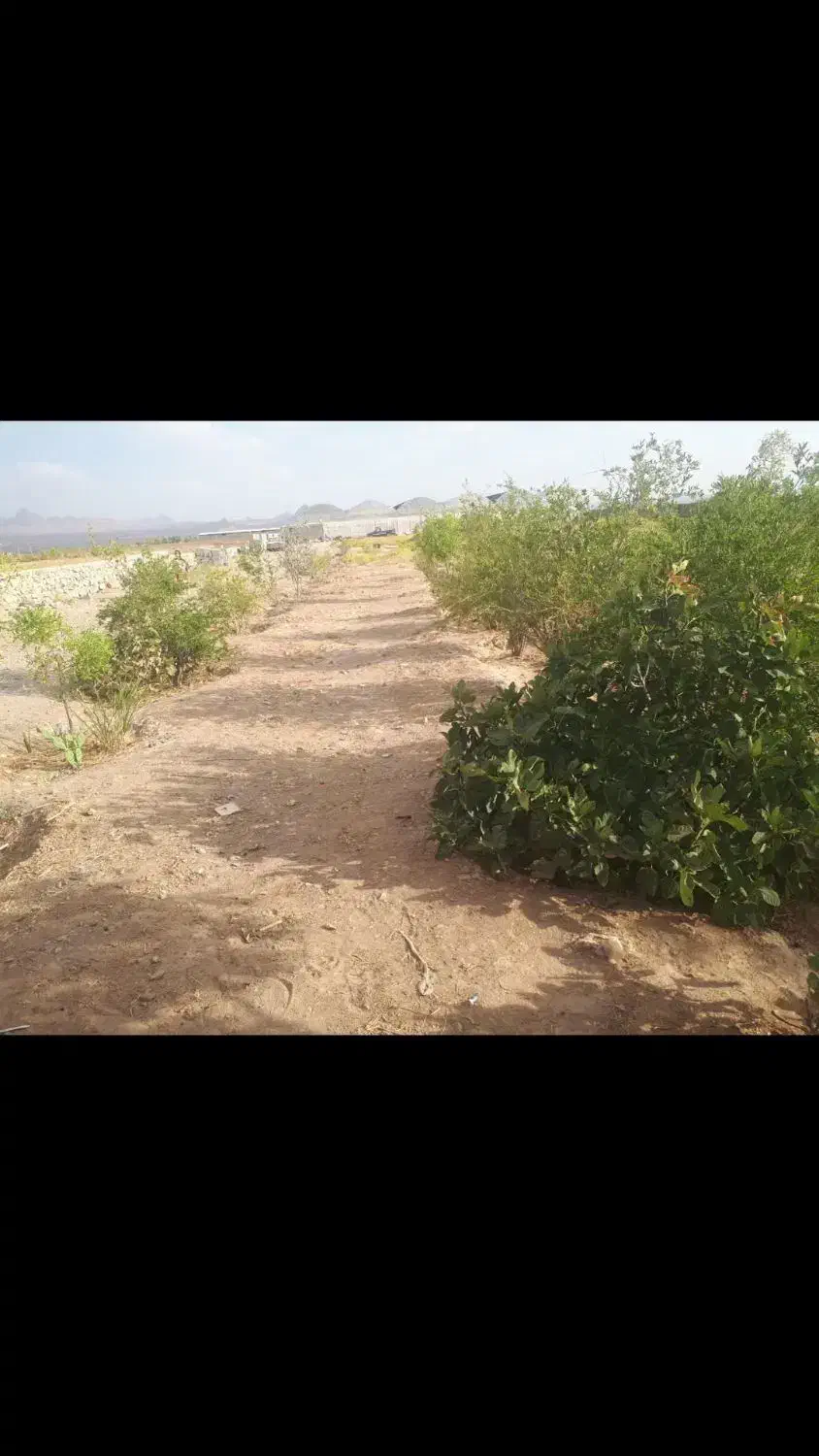 باغ ۲۳۰۰متر، دامداری پروانه‌دار، مناسب ویلا|فروش دفتر صنعتی، کشاورزی، تجاری|خوسف, |دیوار