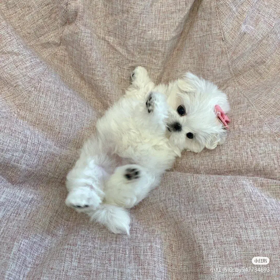 توله سگ مالتیپو|سگ|قدس, شهر‌قدس|دیوار