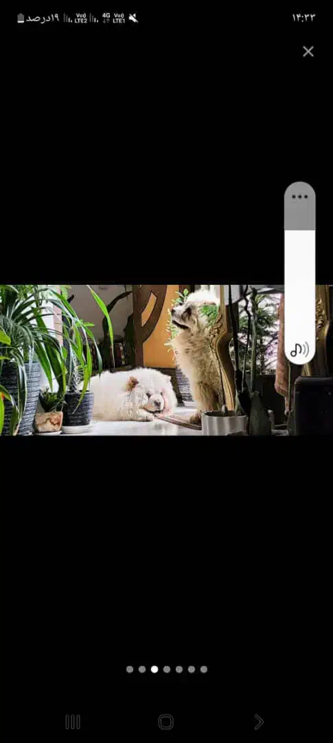 سگ چاو چاو نر ماده|سگ|مبارکه, |دیوار